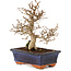 Carpinus coreana, 24 cm, ± 25 Jahre alt