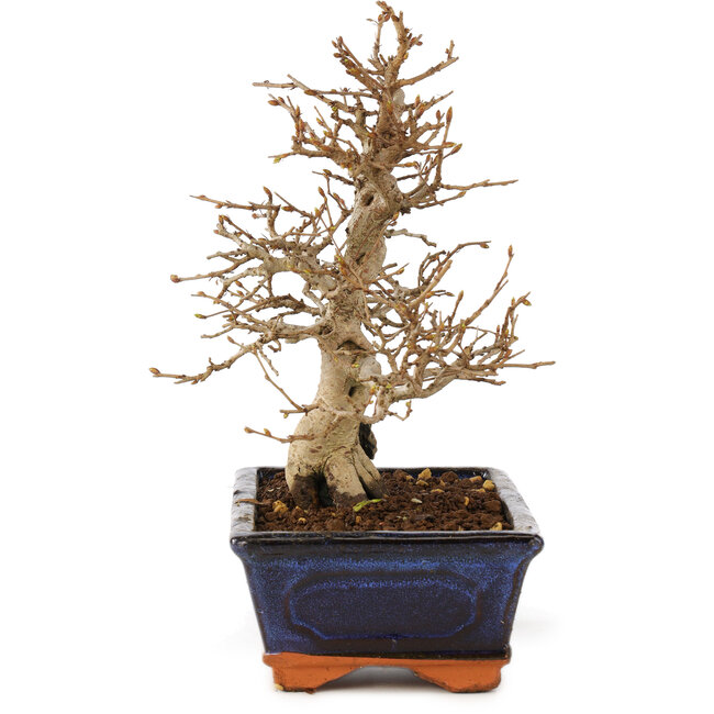 Carpinus coreana, 24 cm, ± 25 ans