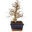 Carpinus coreana, 24 cm, ± 25 years old