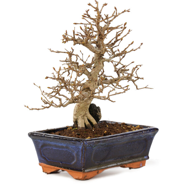 Carpinus coreana, 24 cm, ± 25 years old