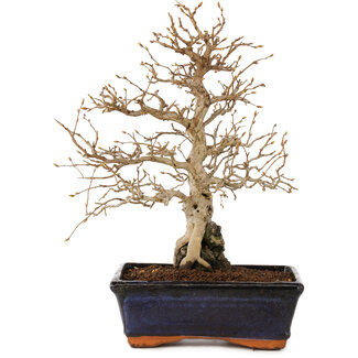 Carpinus coreana, 24 cm, ± 25 anni