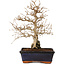 Carpinus coreana, 24 cm, ± 25 Jahre alt