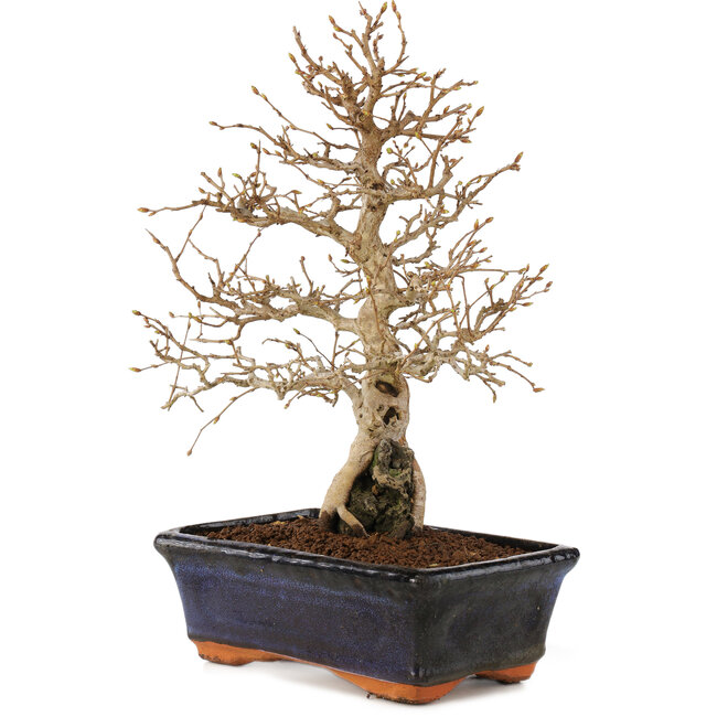 Carpinus coreana, 24 cm, ± 25 Jahre alt