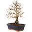 Carpinus coreana, 24 cm, ± 25 Jahre alt