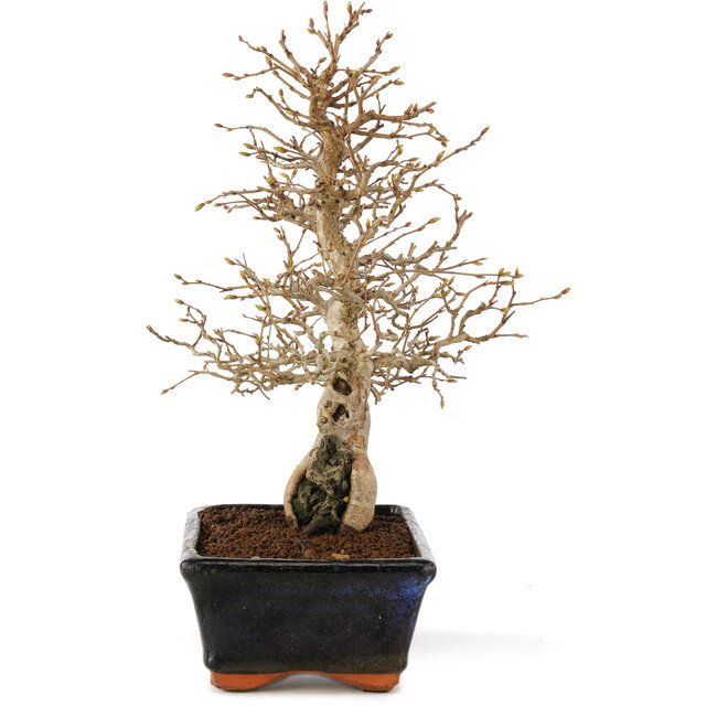 Carpinus coreana, 24 cm, ± 25 anni