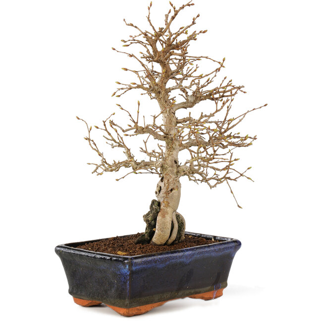 Carpinus coreana, 24 cm, ± 25 Jahre alt
