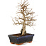 Carpinus coreana, 24 cm, ± 25 years old