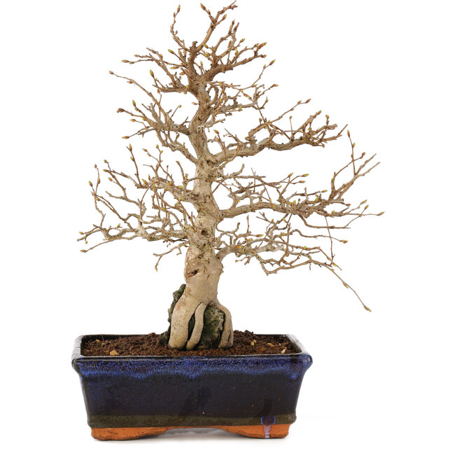 Carpinus coreana, 24 cm, ± 25 años