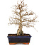 Carpinus coreana, 24 cm, ± 25 ans