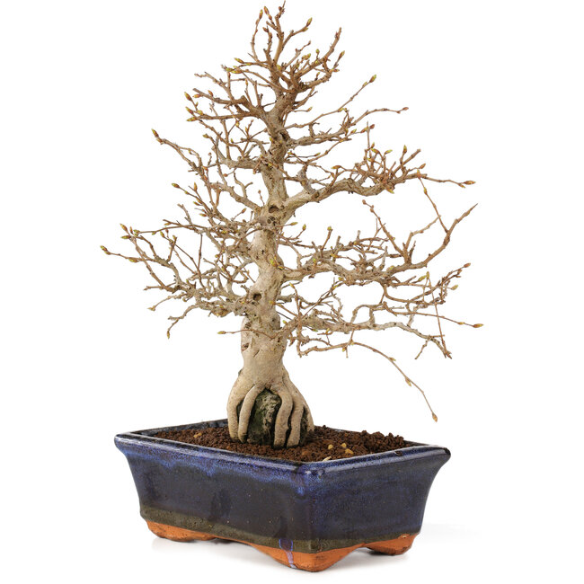 Carpinus coreana, 24 cm, ± 25 ans