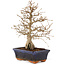 Carpinus coreana, 24 cm, ± 25 Jahre alt