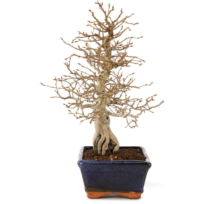 Carpinus coreana, 24 cm, ± 25 ans