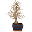 Carpinus coreana, 24 cm, ± 25 Jahre alt