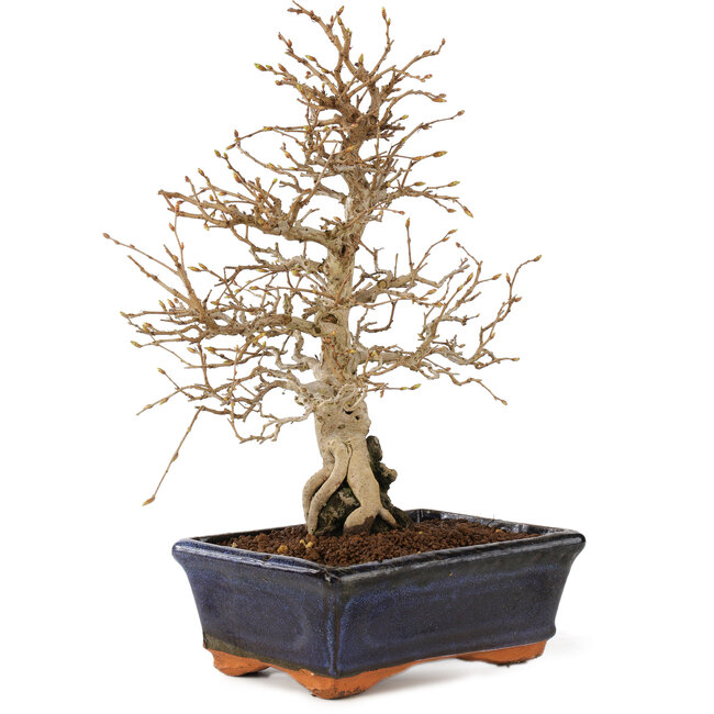 Carpinus coreana, 24 cm, ± 25 Jahre alt