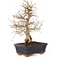 Carpinus coreana, 24 cm, ± 25 jaar oud