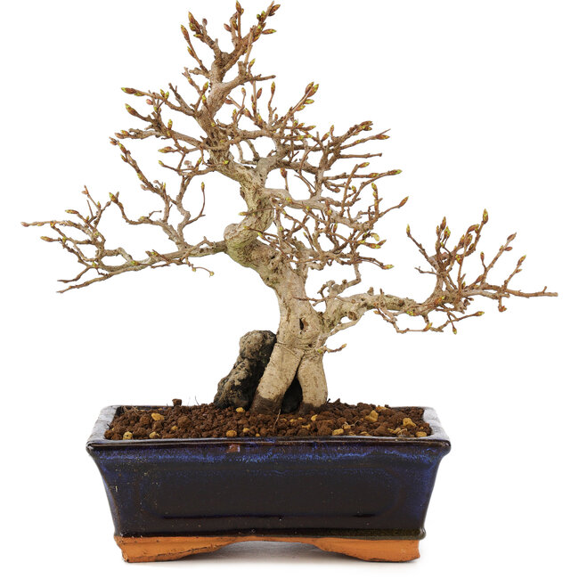 Carpinus coreana, 24 cm, ± 25 jaar oud