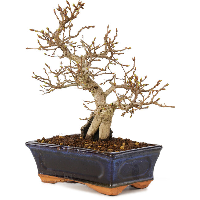 Carpinus coreana, 24 cm, ± 25 ans