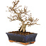 Carpinus coreana, 24 cm, ± 25 Jahre alt