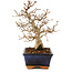 Carpinus coreana, 24 cm, ± 25 Jahre alt