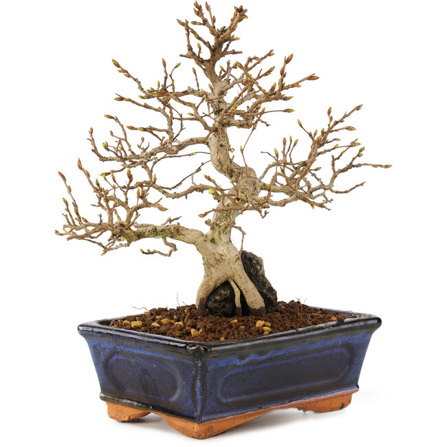 Carpinus coreana, 24 cm, ± 25 jaar oud