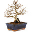 Carpinus coreana, 24 cm, ± 25 years old