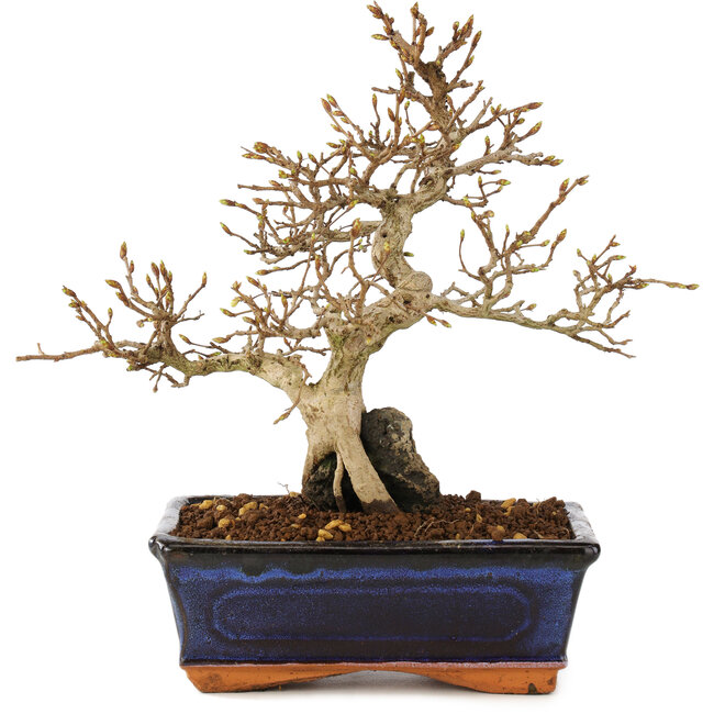 Carpinus coreana, 24 cm, ± 25 años