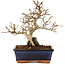 Carpinus coreana, 24 cm, ± 25 Jahre alt