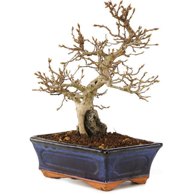 Carpinus coreana, 24 cm, ± 25 years old