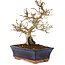 Carpinus coreana, 24 cm, ± 25 years old