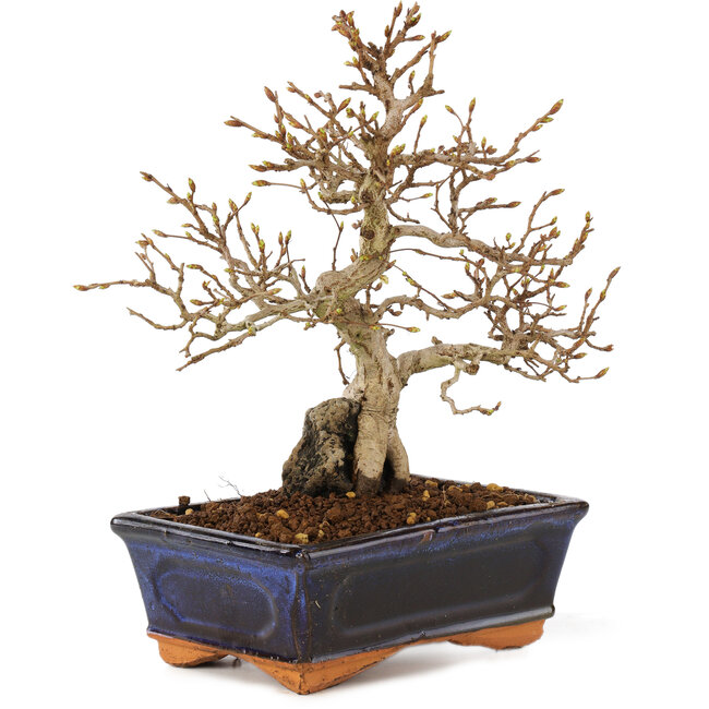 Carpinus coreana, 24 cm, ± 25 años