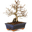 Carpinus coreana, 24 cm, ± 25 Jahre alt