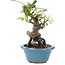 Pyracantha, 16 cm, ± 9 years old