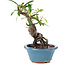 Pyracantha, 16 cm, ± 9 anni