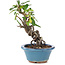 Pyracantha, 16 cm, ± 9 anni