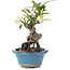 Pyracantha, 16 cm, ± 9 years old