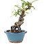 Pyracantha, 16 cm, ± 9 years old