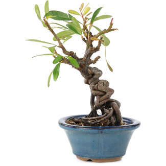 Pyracantha, 16 cm, ± 9 anni