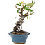 Pyracantha, 16 cm, ± 9 years old