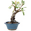 Pyracantha, 16 cm, ± 9 anni