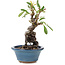 Pyracantha, 16 cm, ± 9 anni