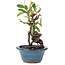 Pyracantha, 16 cm, ± 9 years old
