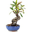 Pyracantha, 16 cm, ± 9 anni