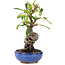 Pyracantha, 16 cm, ± 9 anni