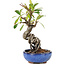 Pyracantha, 16 cm, ± 9 years old