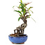 Pyracantha, 16 cm, ± 9 years old