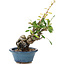 Pyracantha, 16 cm, ± 9 anni