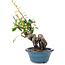 Pyracantha, 16 cm, ± 9 anni