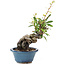 Pyracantha, 16 cm, ± 9 anni