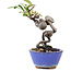 Pyracantha, 14 cm, ± 9 years old
