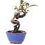 Pyracantha, 14 cm, ± 9 anni